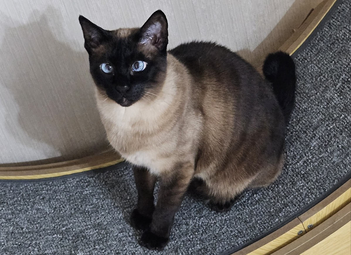 냥이의 모험 미리보기